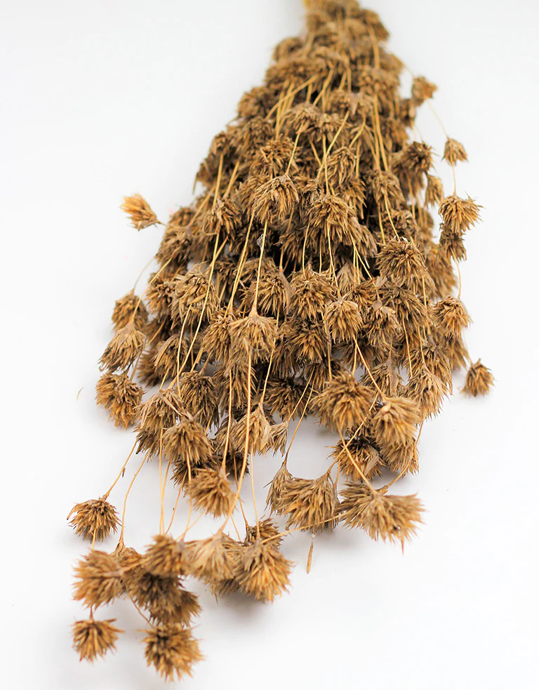 Dried Weeping Bamboo - Natural Bunch, 50 cm
