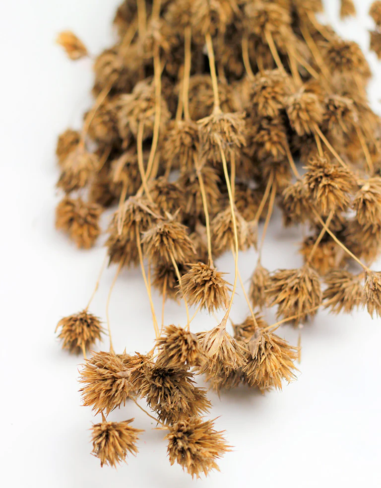 Dried Weeping Bamboo - Natural Bunch, 50 cm - Image 2