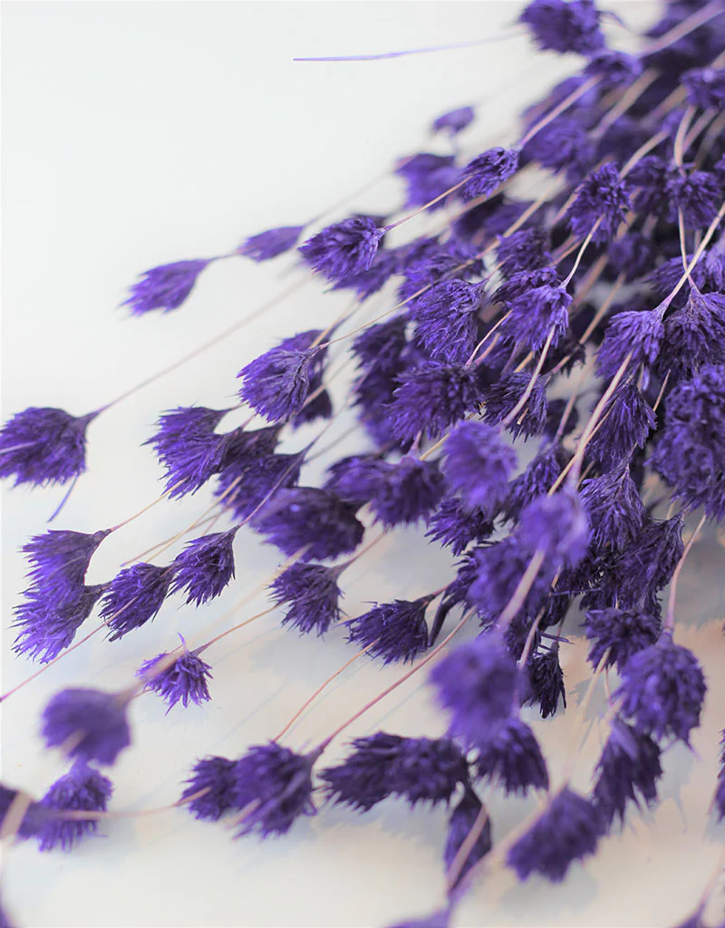 Dried Weeping Bamboo - Purple Bunch, 45 cm - Image 2