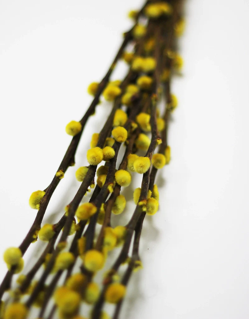 Dried Yellow Pussy Willow - Yellow, 10 stems, 60cm (Salix) - Image 3
