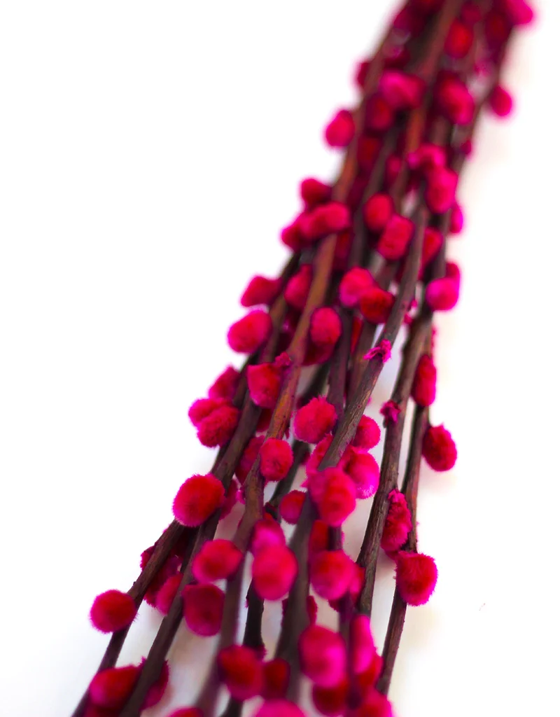 Dried Pussy Willow - Cerise Pink, 10 stems, 60cm (Salix) - Image 2