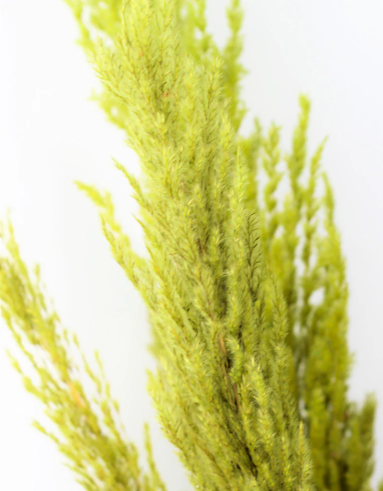 Fluffy Dried Pampas Grass - Apple Green, 8 Stems, 120 cm (Cortaderia) - Image 3