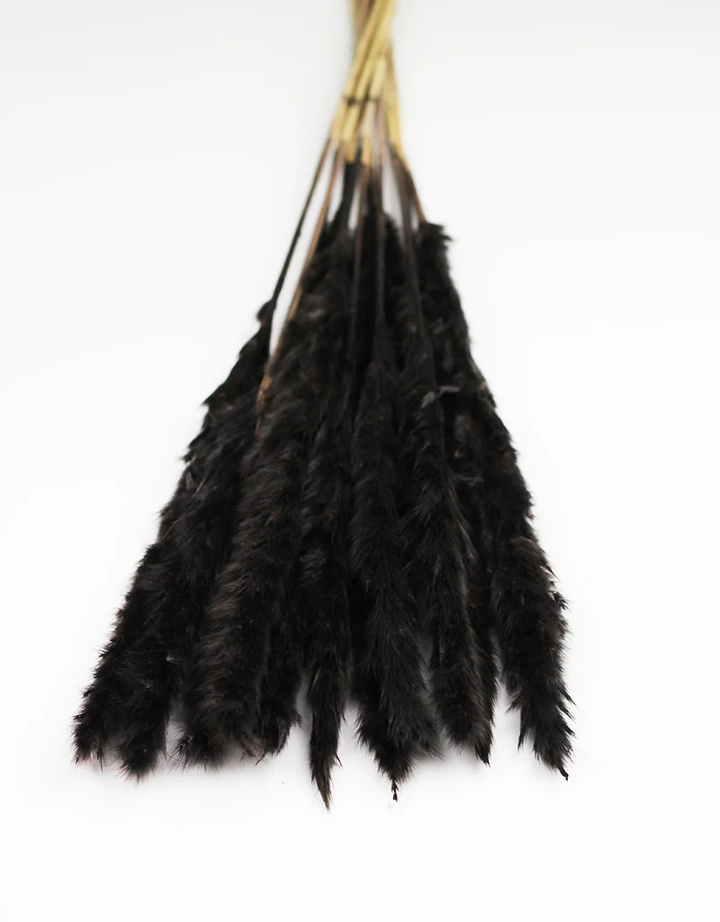 Fluffy Dried Pampas Grass - Charcoal Grey, 10 Stems, 75 cm (Cortaderia)