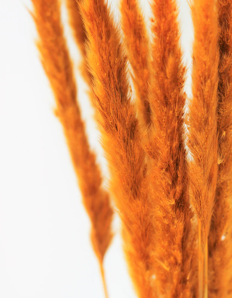 Fluffy Dried Pampas Grass - Ocher Yellow,10 Stems, 70 cm (Cortaderia) - Image 3