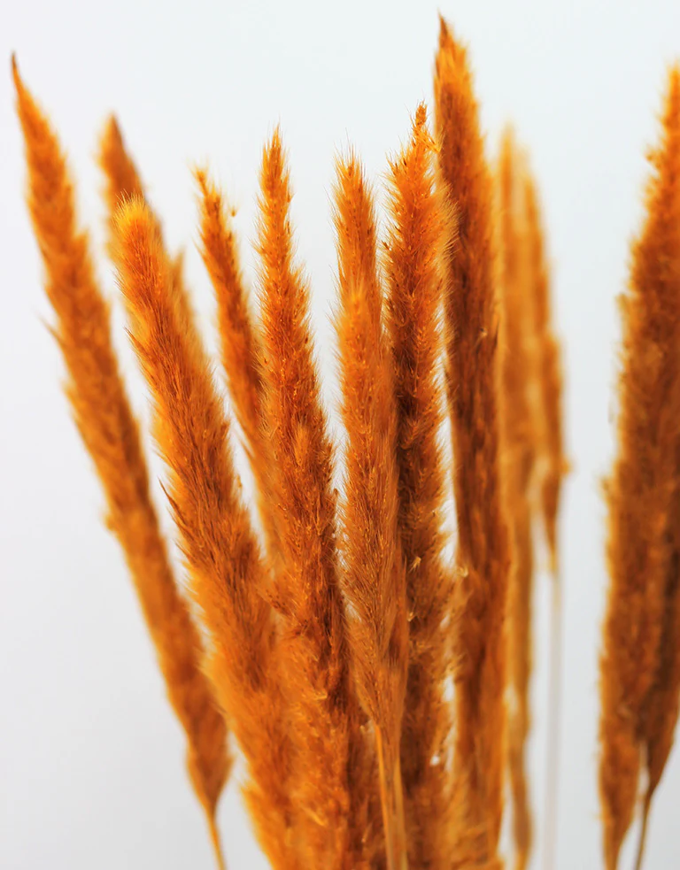 Fluffy Dried Pampas Grass - Ocher Yellow,10 Stems, 70 cm (Cortaderia) - Image 4