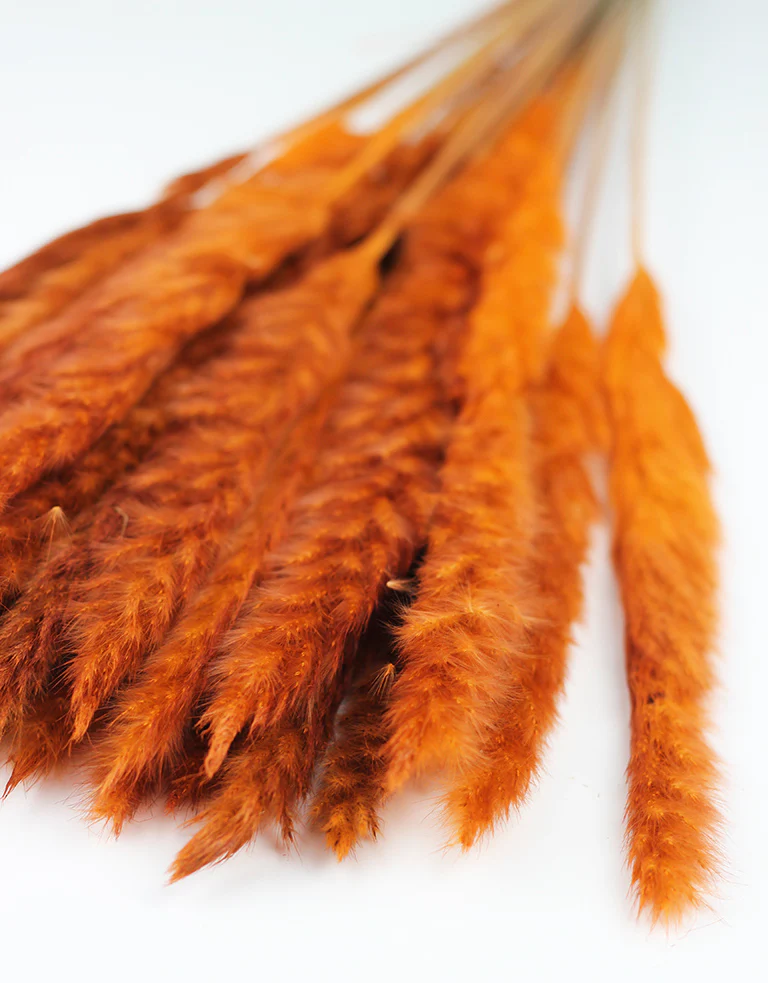Fluffy Dried Pampas - Rusty Orange, 10 stems, 75 cm - Image 3