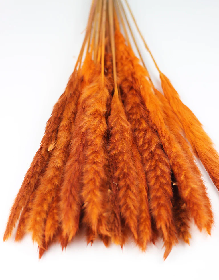 Fluffy Dried Pampas - Rusty Orange, 10 stems, 75 cm - Image 4