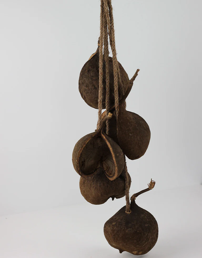Hanging Cluster Buddha Nut - Natural, 70 cm height