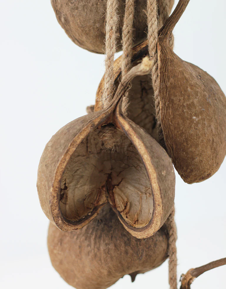 Hanging Cluster Buddha Nut - Natural, 70 cm height - Image 2