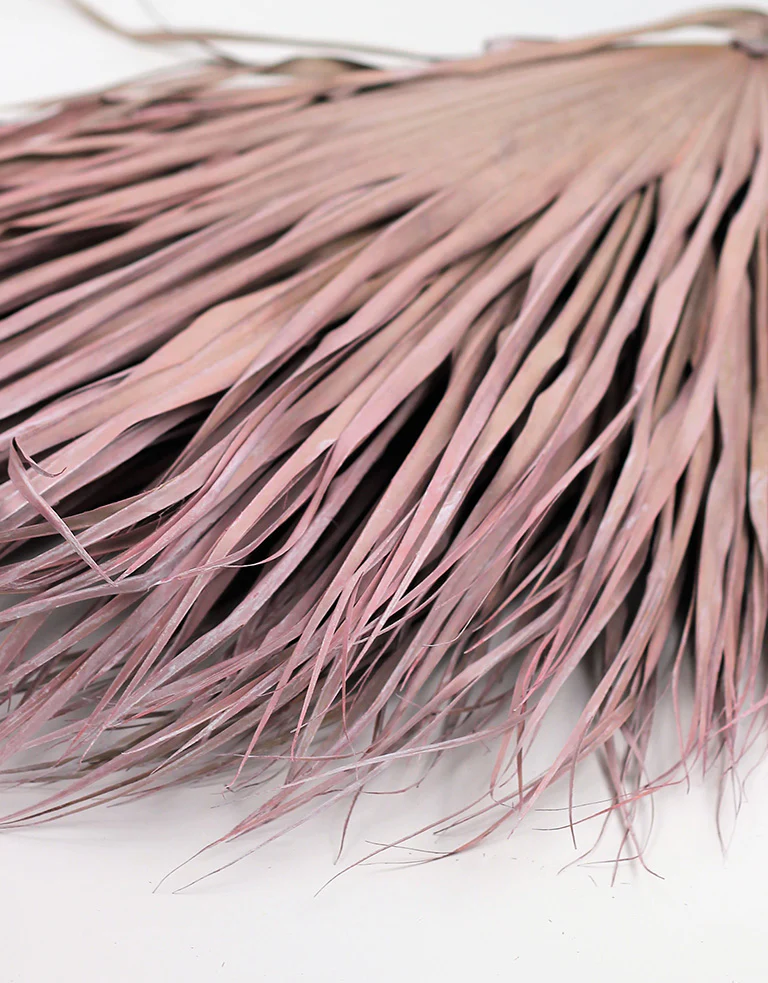 Large Dried Chamaerops Palm - Frosted Pink, 8 Stems, 75 cm - Image 3