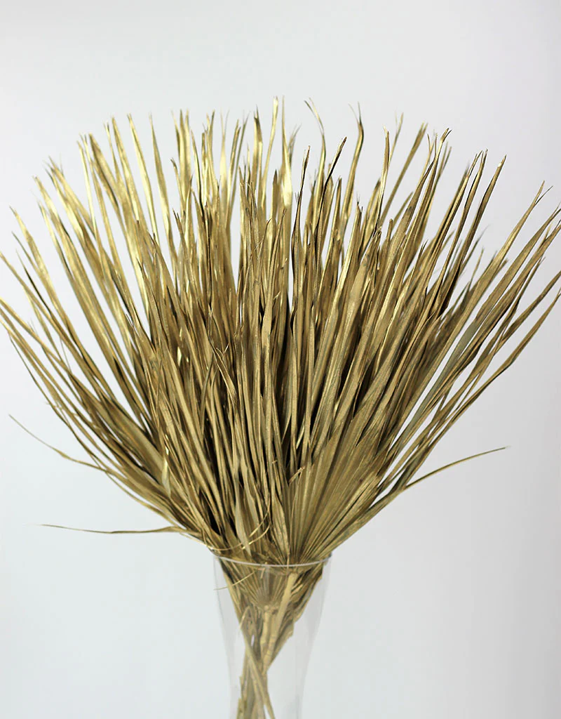 Large Dried Chamaerops Palm - Gold, 8 Stems, 70 cm