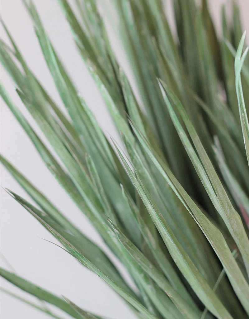 Large Dried Chamaerops Palm - Mint Green, 8 Stems, 70 cm - Image 2