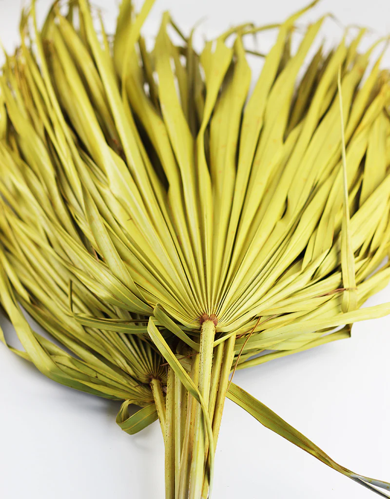 Large Dried Chamaerops Palm - Ocher Yellow, 8 Stems, 70 cm