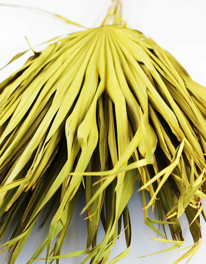 Large Dried Chamaerops Palm - Ocher Yellow, 8 Stems, 70 cm - Image 2