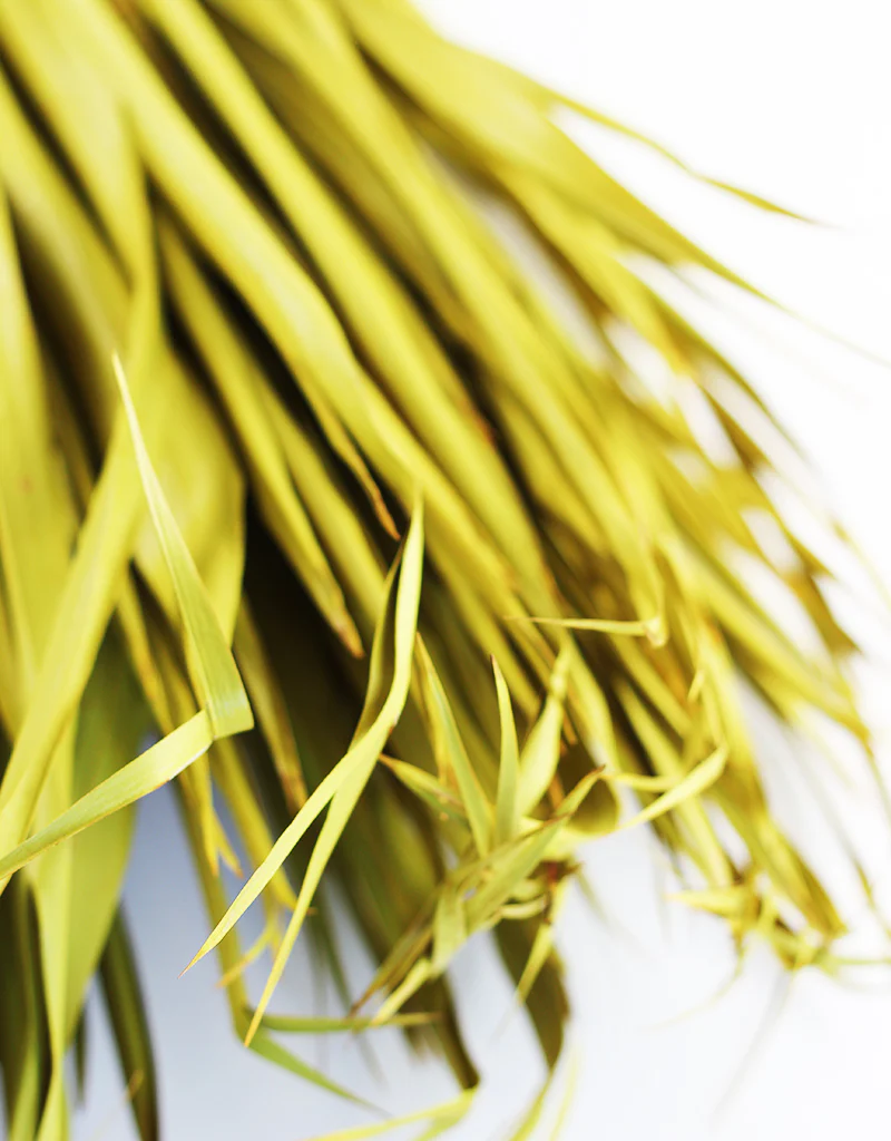 Large Dried Chamaerops Palm - Ocher Yellow, 8 Stems, 70 cm - Image 3