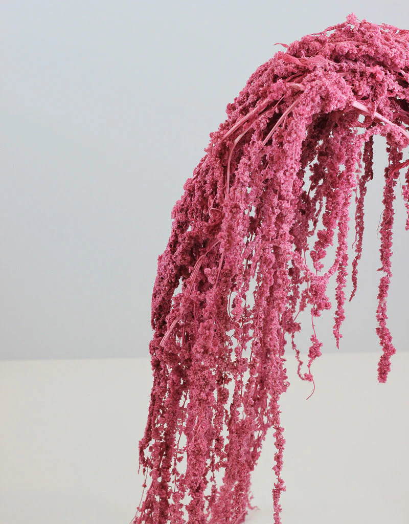 Preserved Amaranthus Caudatus - Pink Bunch, 70 cm