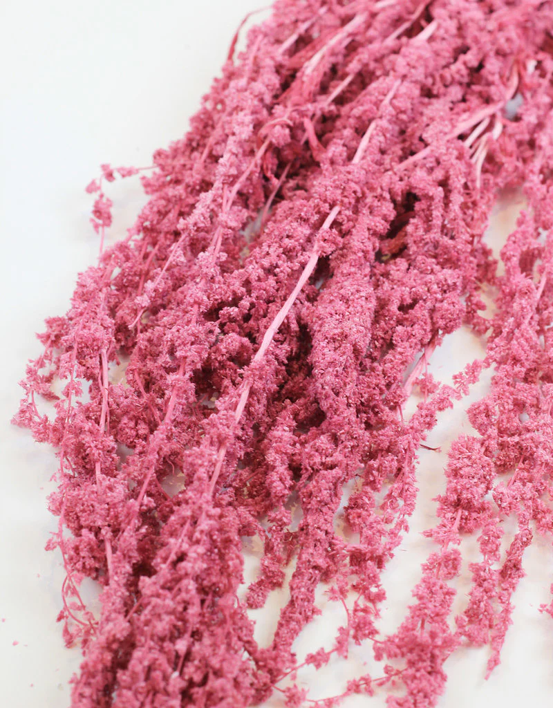 Preserved Amaranthus Caudatus - Pink Bunch, 70 cm - Image 3