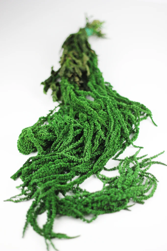 Preserved Amaranthus Caudatus - Forest Green Trailing Bunch, 70 cm, 150 grams