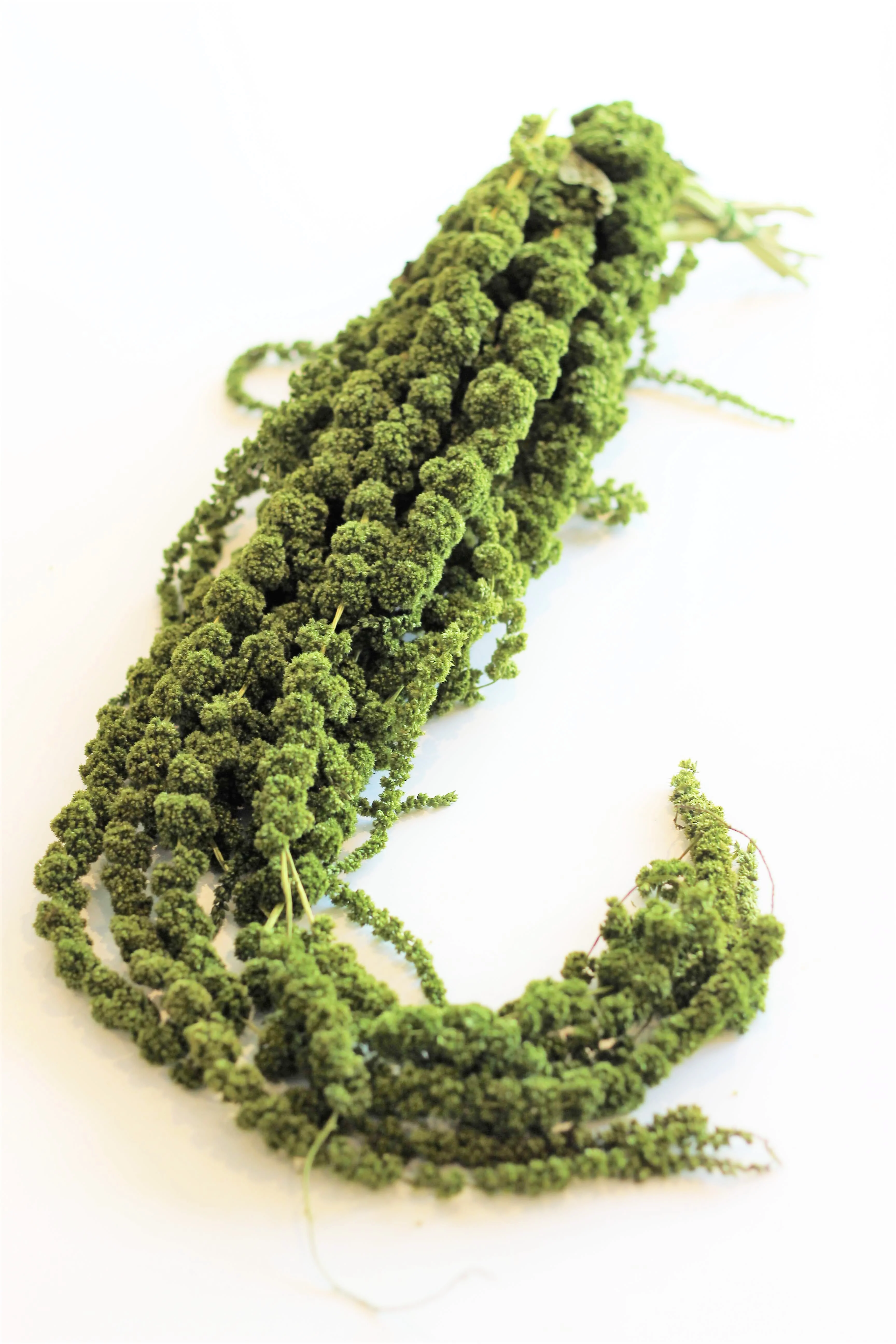 Preserved Amaranthus Caudatus - Moss Green Trailing Bunch, 70 cm, 150 grams