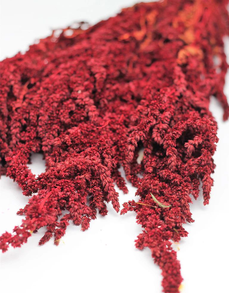Preserved Amaranthus - Red Bunch, 60 cm - Image 2