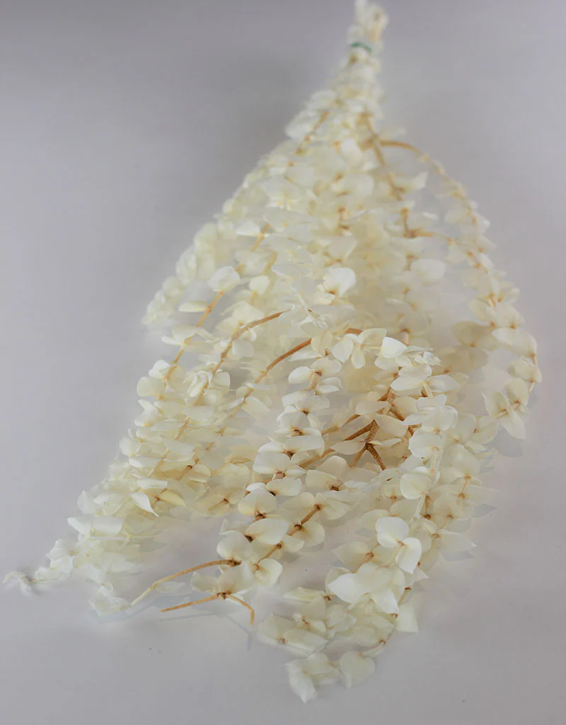 Preserved Baby Blue Eucalyptus - Bleached Bunch, 65 cm