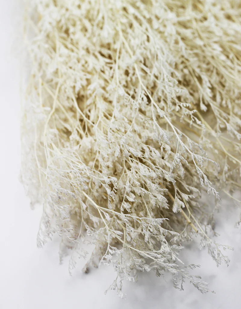 Preserved Caspia - Bleached Bunch, 100 grams, 70 cm - Image 3