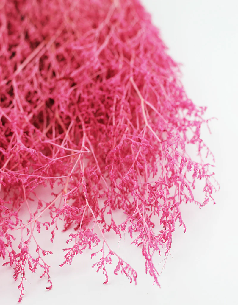Preserved Caspia  - Pink Bunch, 100 grams, 70 cm - Image 3
