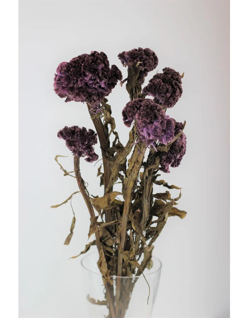 Preserved Celosia - Purple Bunch, 60 cm