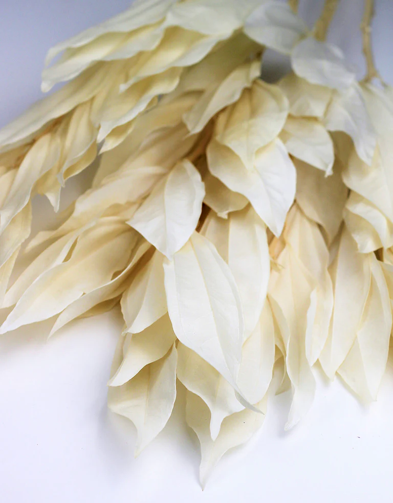 Preserved Cocculus Leaves - Bleached Bunch, 60 cm no