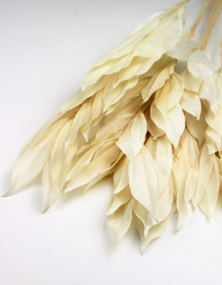 Preserved Cocculus Leaves - Bleached Bunch, 60 cm no - Image 3