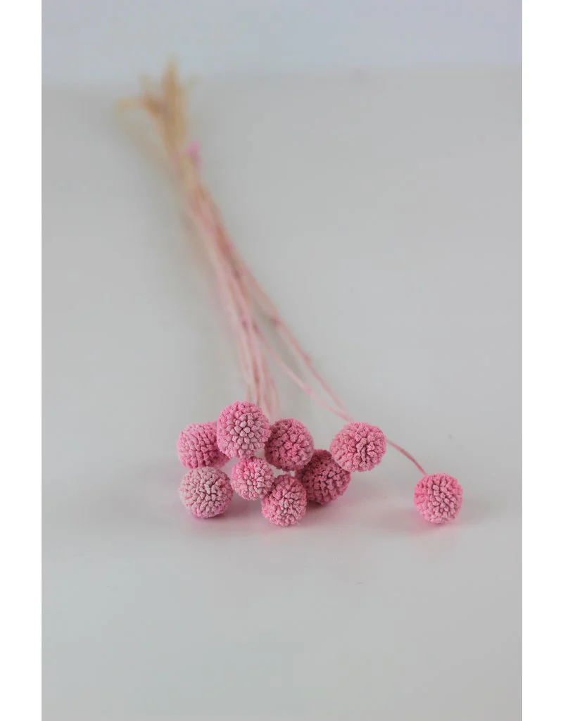 Preserved Craspedia - Frosted Pink Bunch (10 Stems), 50 cm