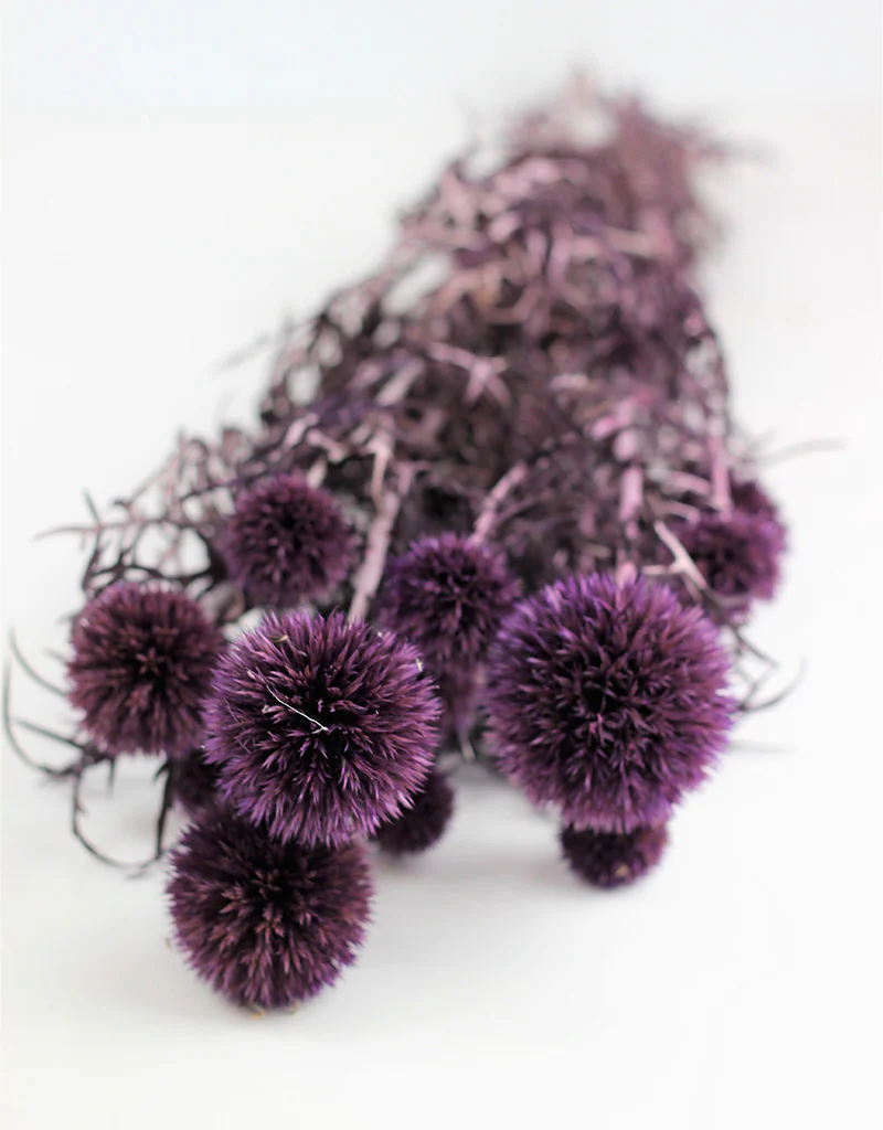 Preserved Echinops - Globe Thistle, Lilac Bunch, 70 cm - Image 2