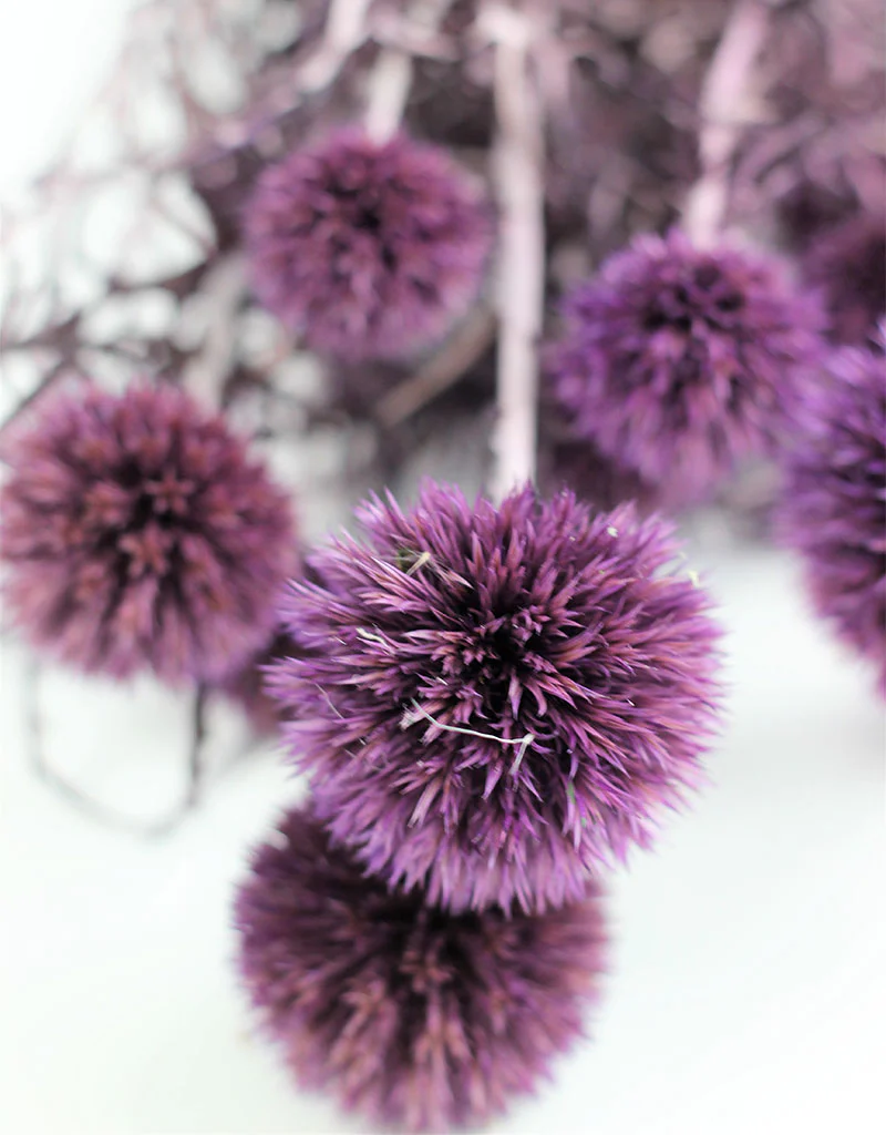 Preserved Echinops - Globe Thistle, Lilac Bunch, 70 cm - Image 3
