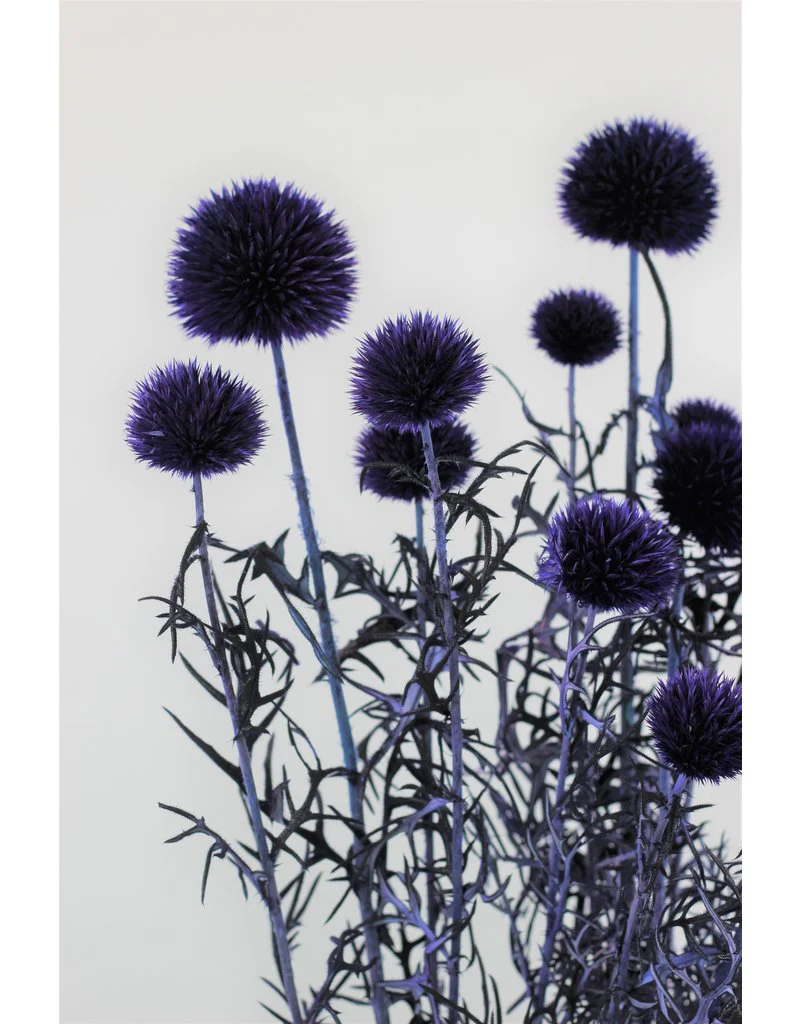 Preserved Echinops - Globe Thistle, Violet Bunch, 70 cm - Image 3