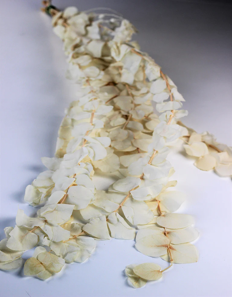 Preserved Cinerea - Bleached Bunch, 70 cm