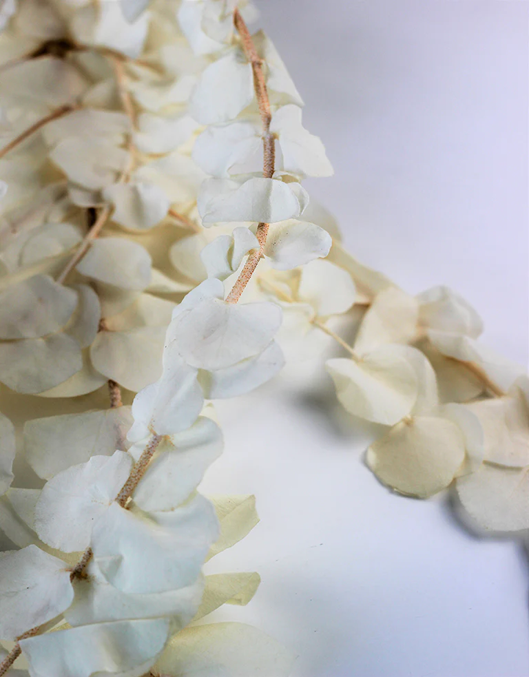 Preserved Cinerea - Bleached Bunch, 70 cm - Image 2