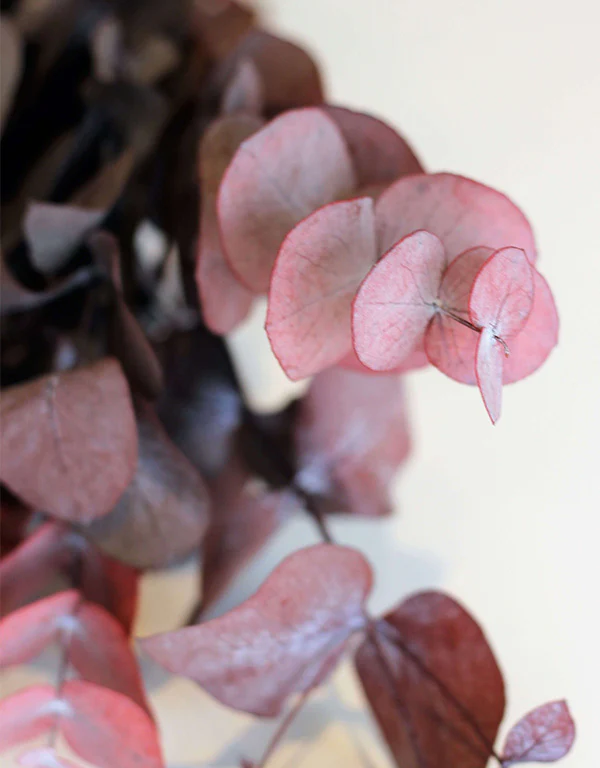 Preserved Eucalyptus Cinerea- Red Bunch, 60 cm - Image 3