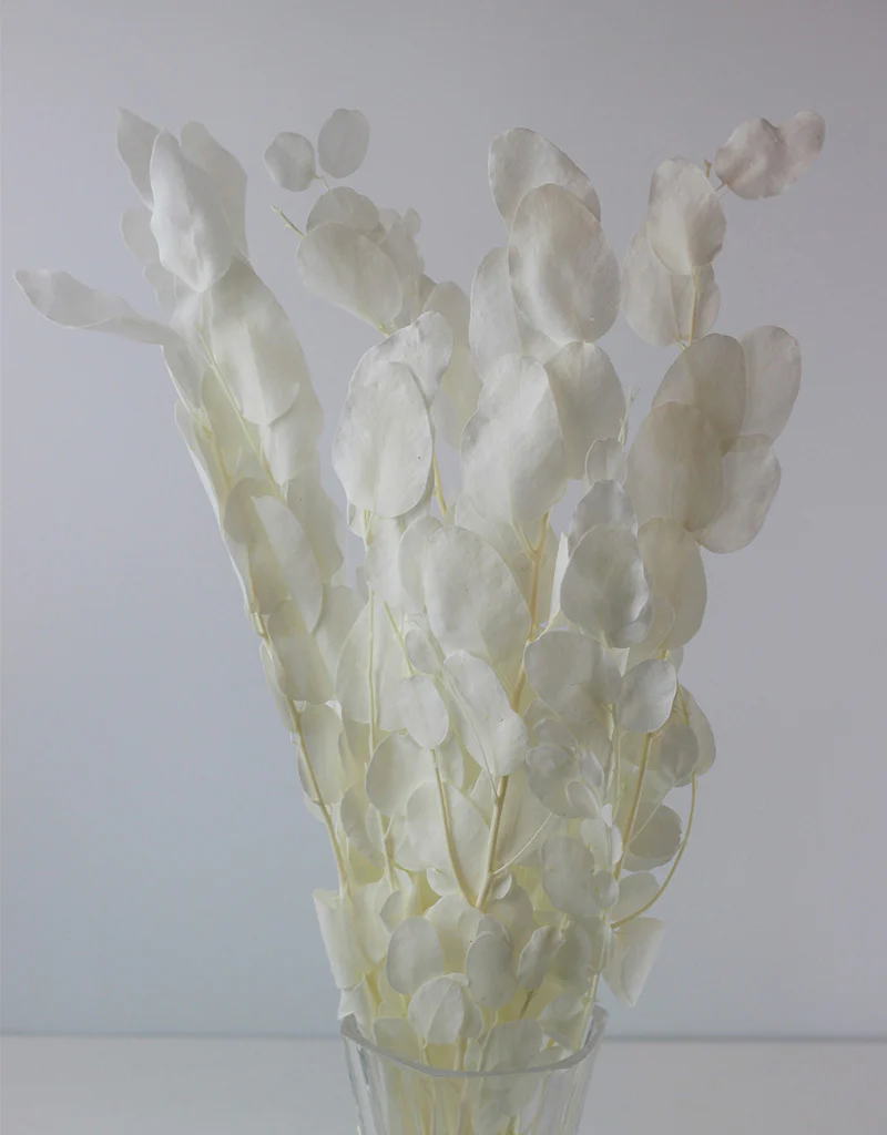 Preserved Gunny Eucalyptus - Bleached, 5 Stems, 50 cm