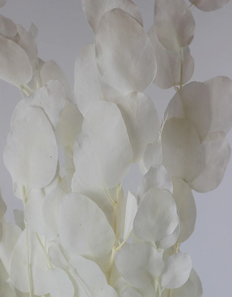 Preserved Gunny Eucalyptus - Bleached, 5 Stems, 50 cm - Image 3