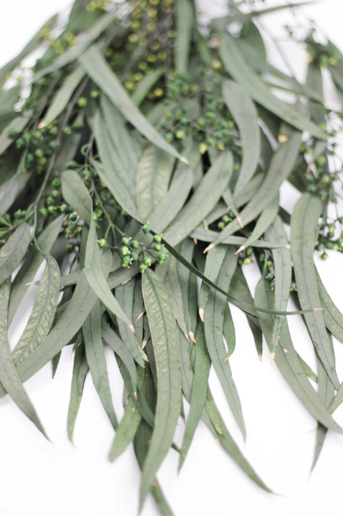 Preserved Eucalyptus Nicoli Stems Bunch with berries - Green, 150g