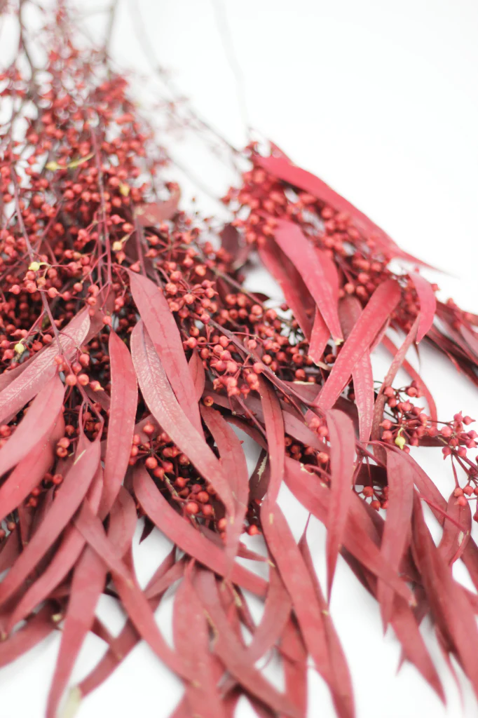 Preserved Eucalyptus Nicoli Stems Bunch with berries - Red, 150g - Image 3