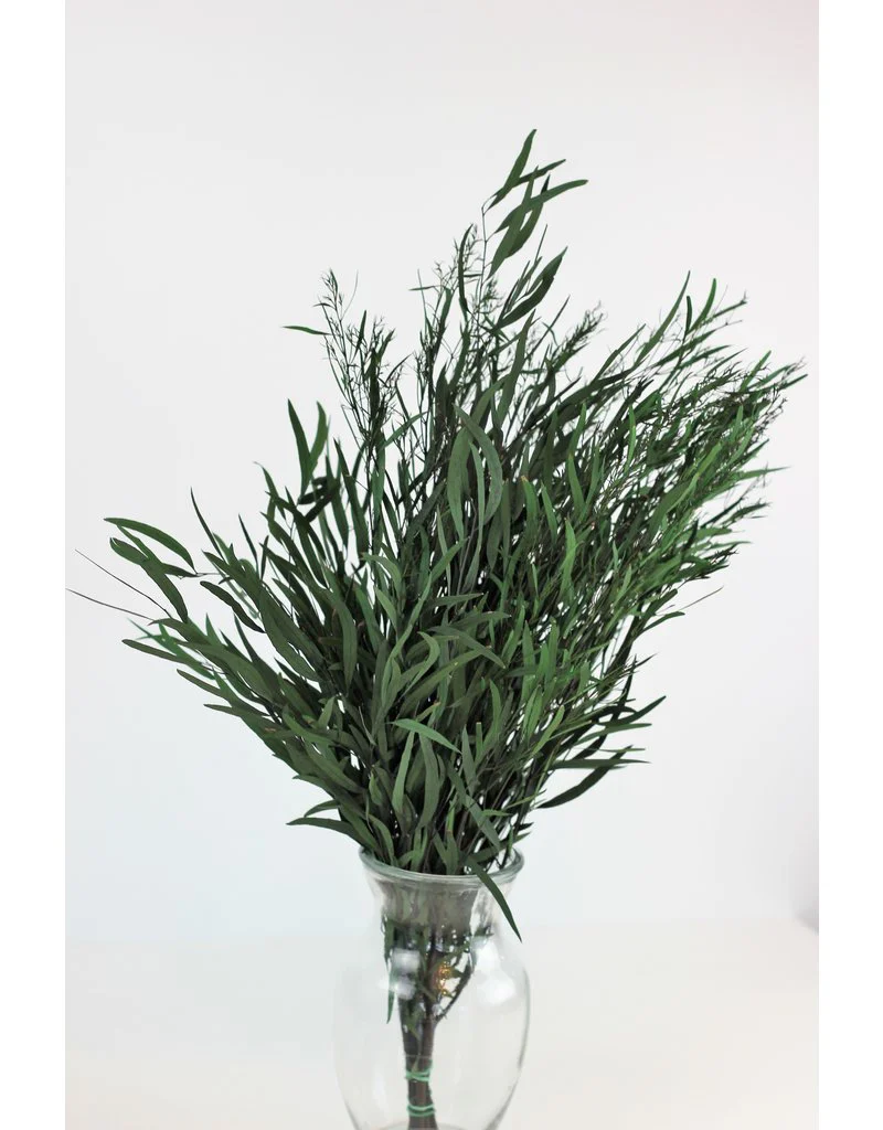 Preserved Eucalyptus Nicoli Stems - Green Bunch, 60 cm