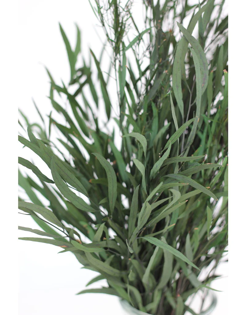 Preserved Eucalyptus Nicoli Stems - Green Bunch, 60 cm - Image 2