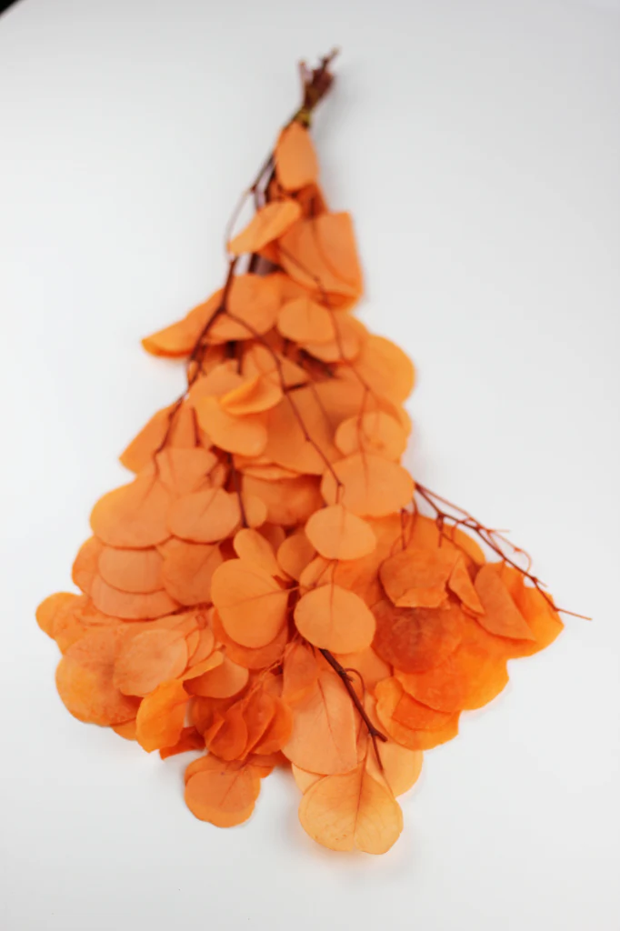 Preserved Eucalyptus Populus Bunch - Orange, 120g