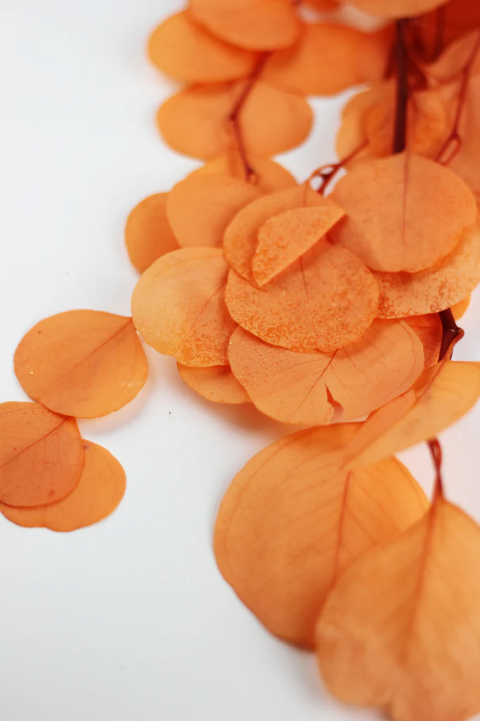 Preserved Eucalyptus Populus Bunch - Orange, 120g - Image 2