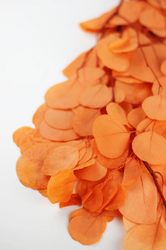 Preserved Eucalyptus Populus Bunch - Orange, 120g - Image 3