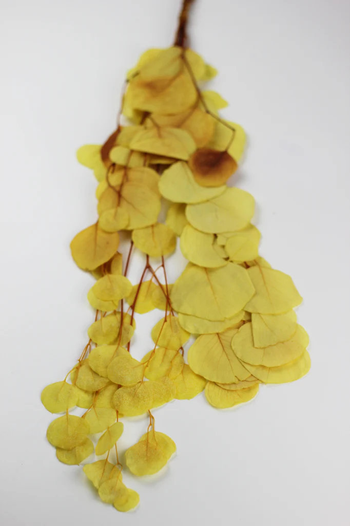 Preserved Eucalyptus Populus Bunch - Yellow, 60g