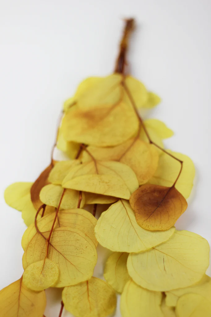 Preserved Eucalyptus Populus Bunch - Yellow, 60g - Image 2