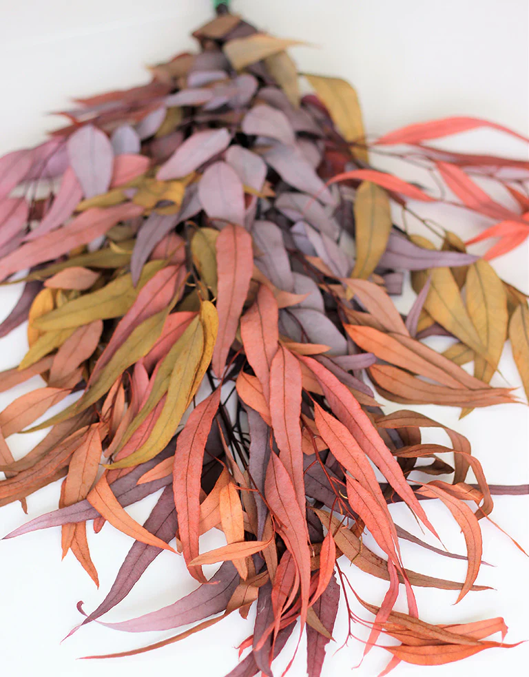 Preserved Eucalyptus - Wild Mixed Bunch, 70 cm
