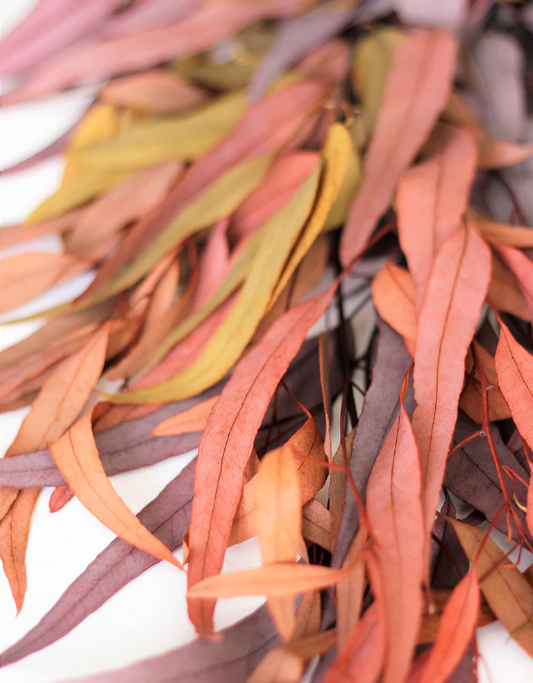 Preserved Eucalyptus - Wild Mixed Bunch, 70 cm - Image 2